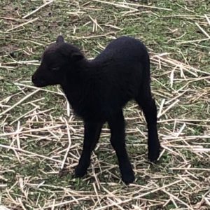 PETITE BREBIS PETITE BREBIS